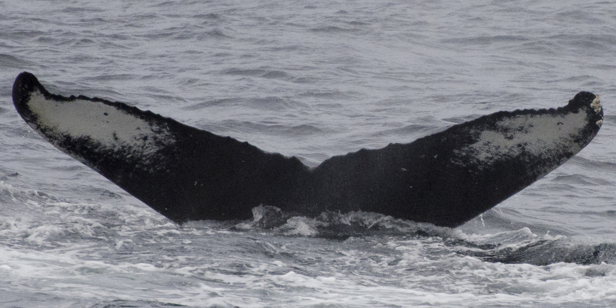 Fluke of HW-MN0400538
