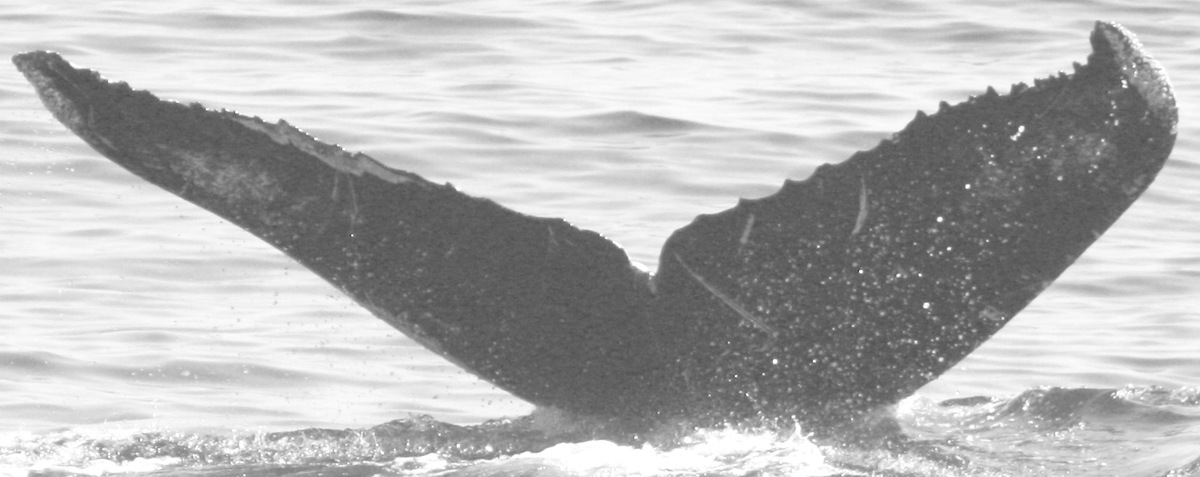 Fluke of CRC-12217