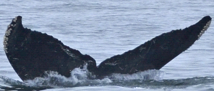 Fluke of HW-MN0400542