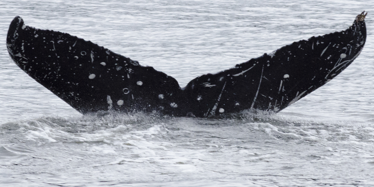 Fluke of Scribbles (Northern BC)