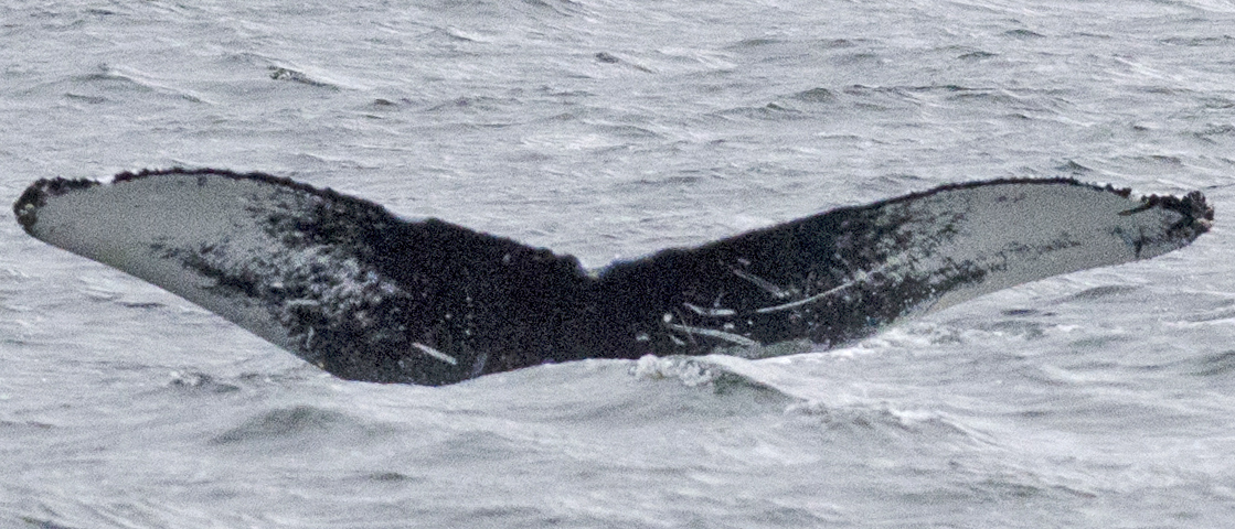 Fluke of SEAK-2642