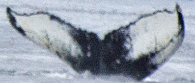 Fluke of Narnia (Northern BC)