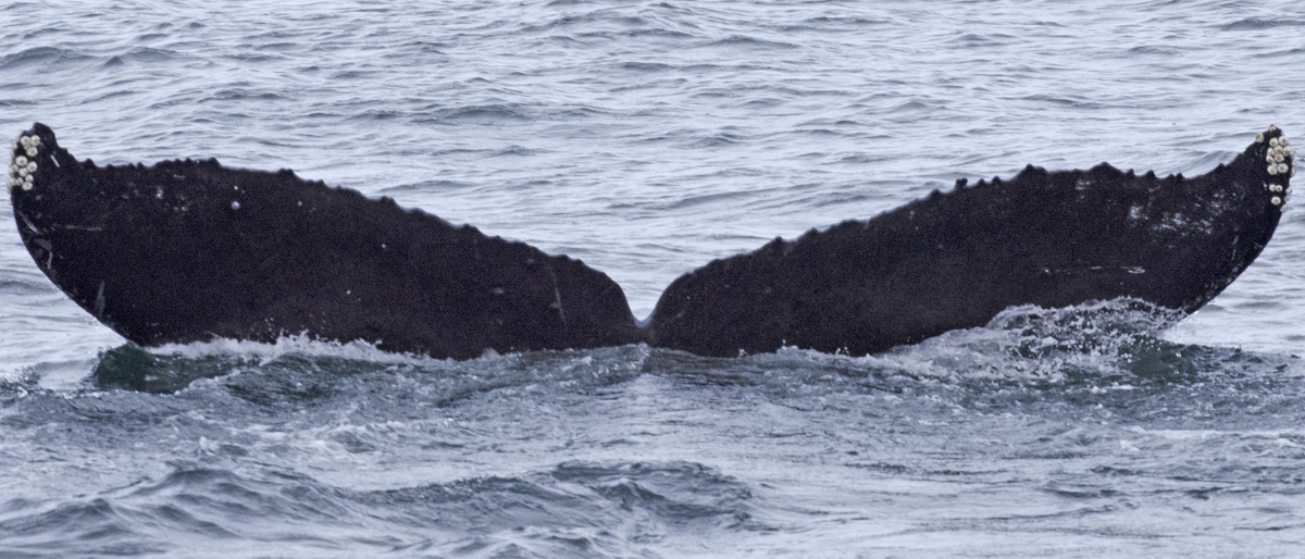 Fluke of Serrat Spearfin (SE Alaska)
