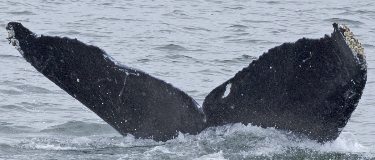 Fluke of Eleelekawaha (FS)