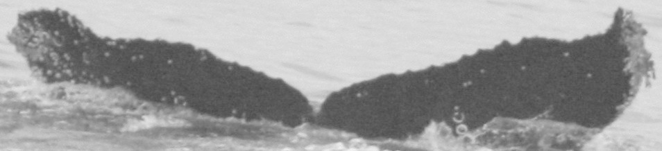 Fluke of CRC-12122