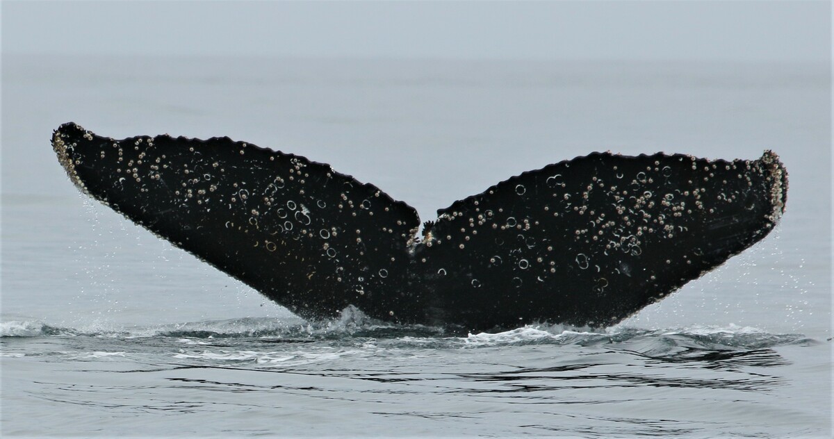 Fluke of HW-MN1301677