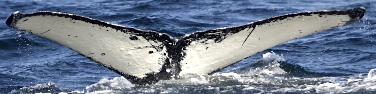 Fluke of SEAK-1299