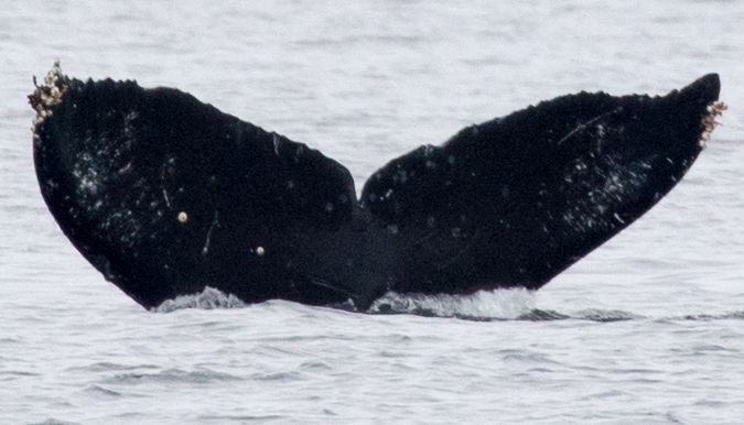 Fluke of CRC-12460