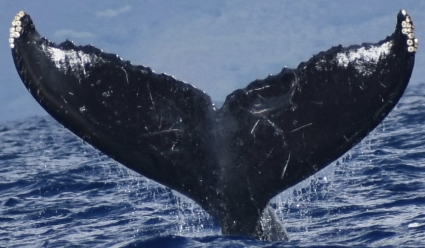 Fluke of CRC-14064