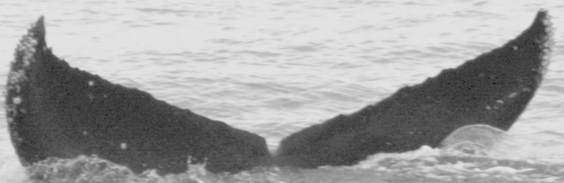 Fluke of CRC-15078