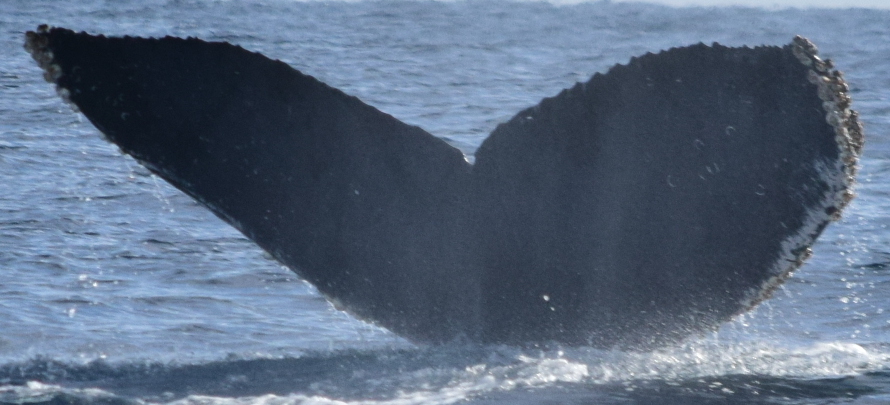 Fluke of Whisper (BC)