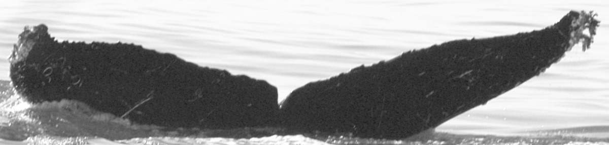Fluke of CRC-10061