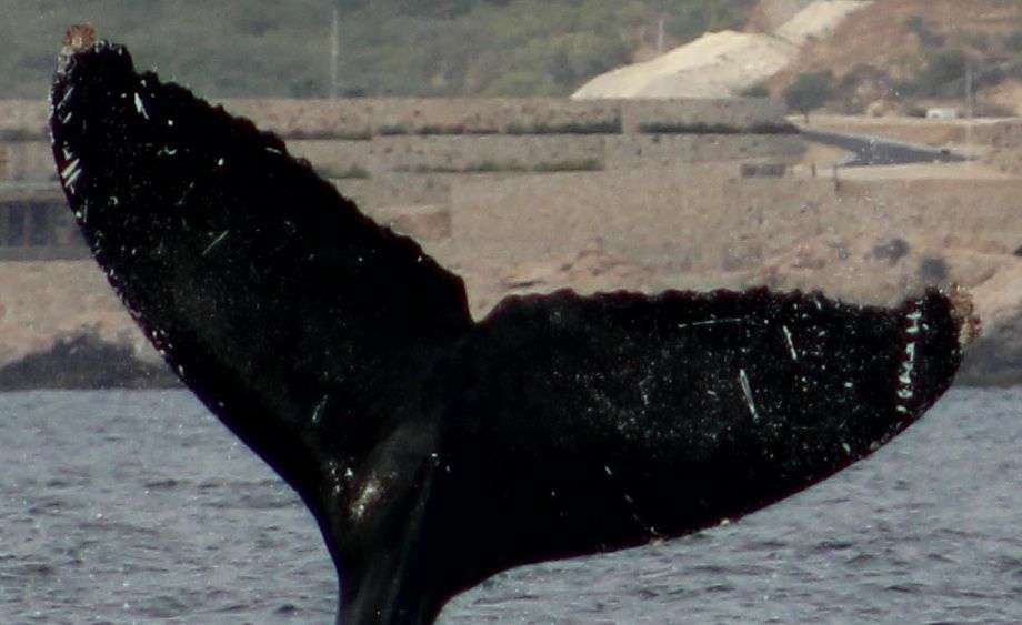 Fluke of CRC-12535
