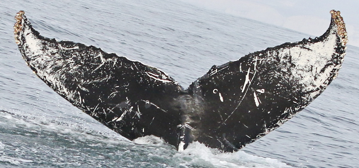 Fluke of CRC-11516