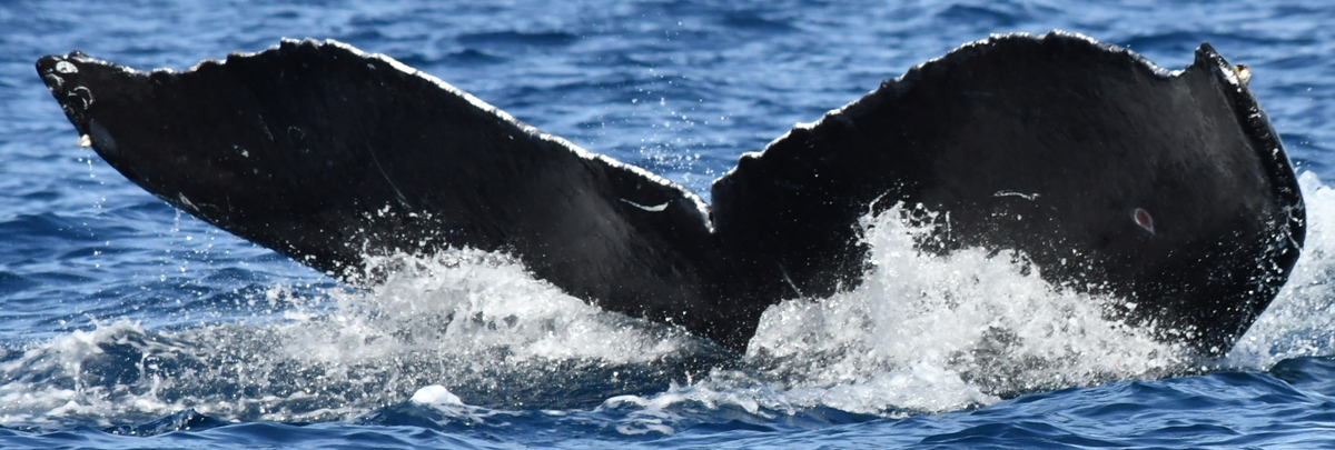 Fluke of CRC-10443