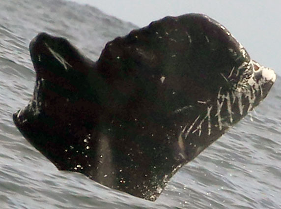 Fluke of CRC-13805
