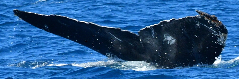 Fluke of CRC-13818