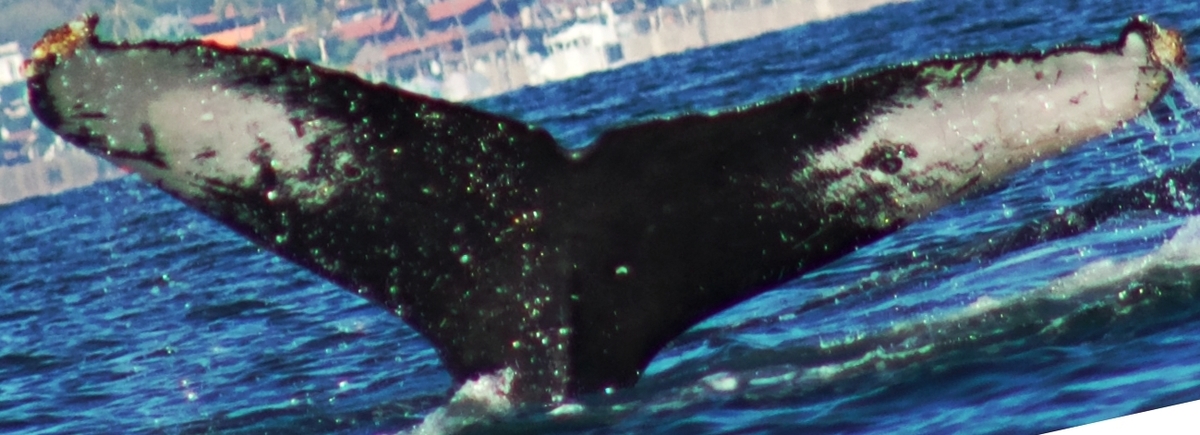 Fluke of CRC-15658