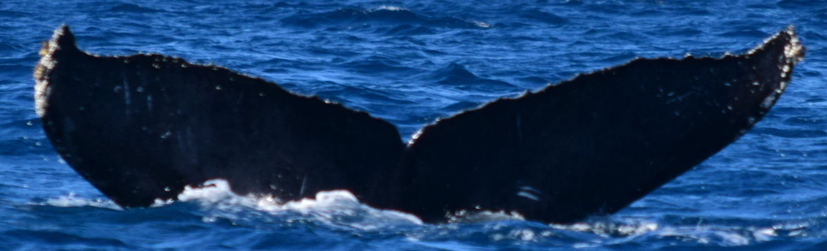 Fluke of CRC-13753