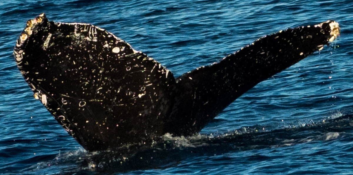 Fluke of CRC-11359