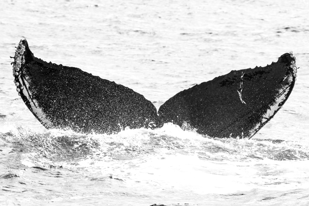 Fluke of CRC-10861