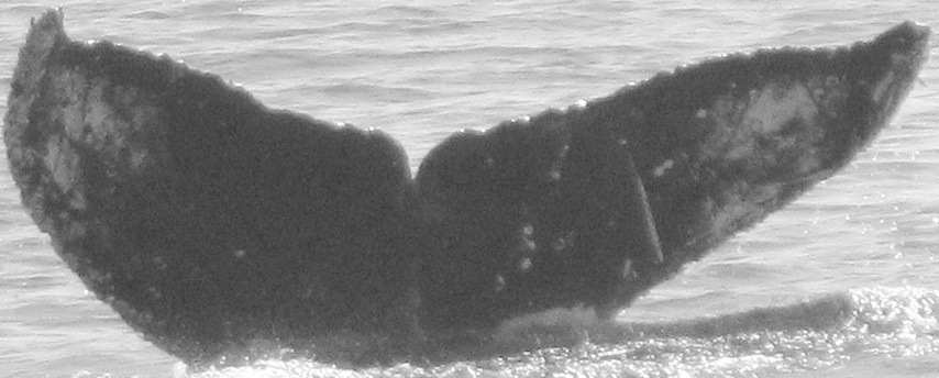 Fluke of CRC-12095