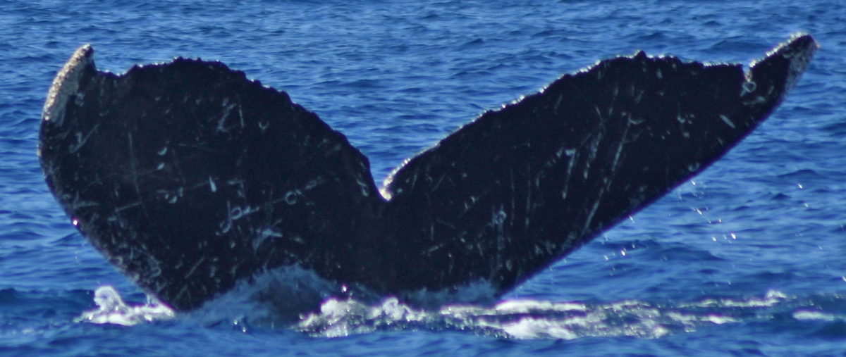 Fluke of Sospechoso (Nayarit)