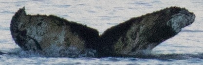 Fluke of HW-MN1301693