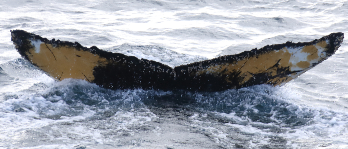 Fluke of HW-MN1301696