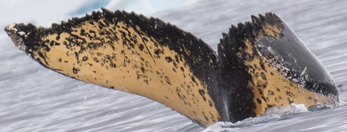 Fluke of HW-MN1301698