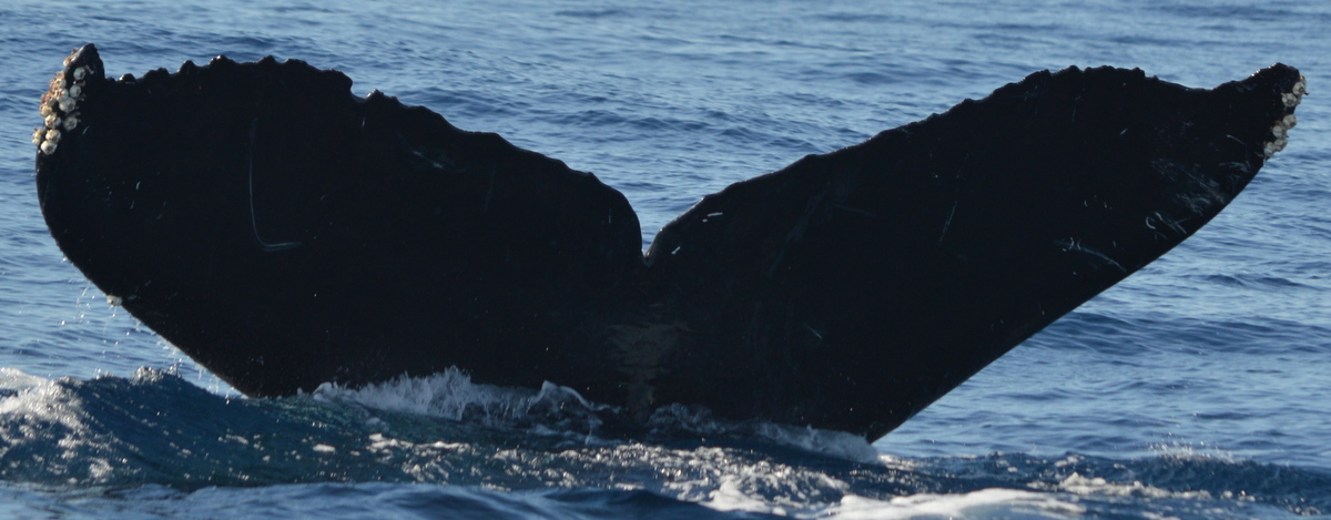 Fluke of CRC-12516