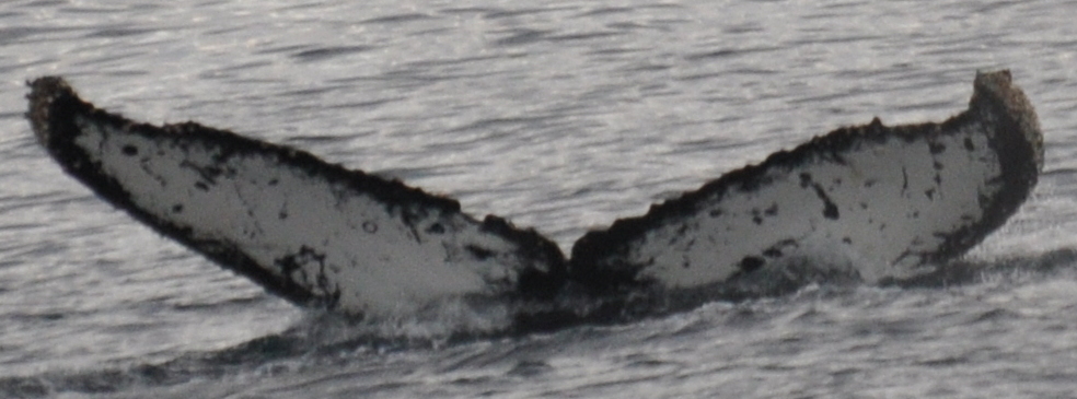 Fluke of HW-MN1306879