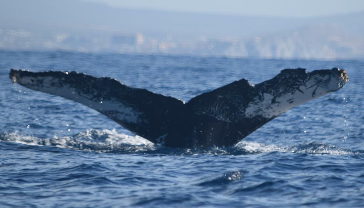Fluke of CRC-15069