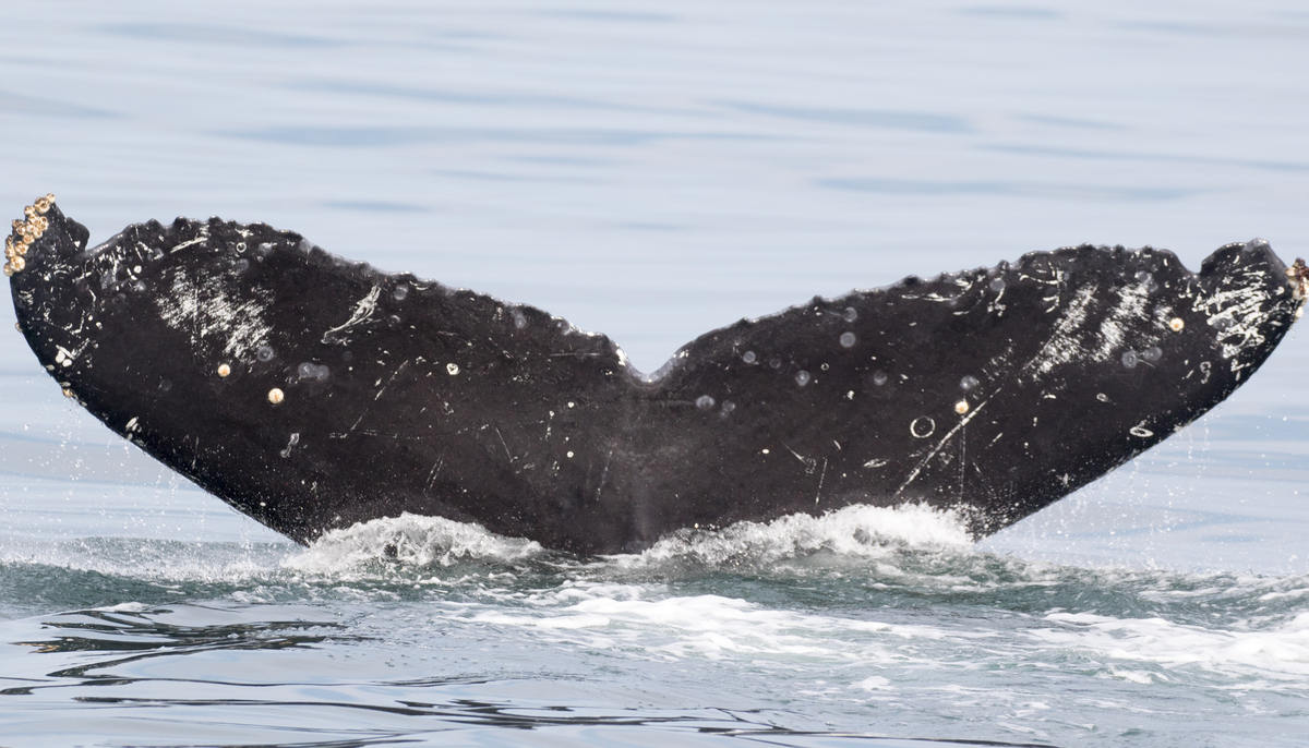 Fluke of CRC-15089