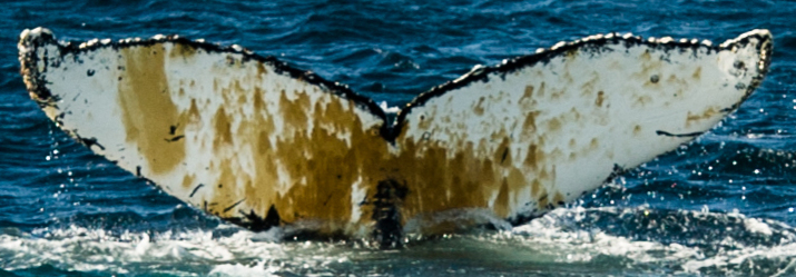 Fluke of HW-MN1301731