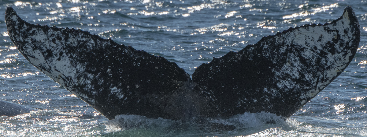Fluke of HW-MN1301734