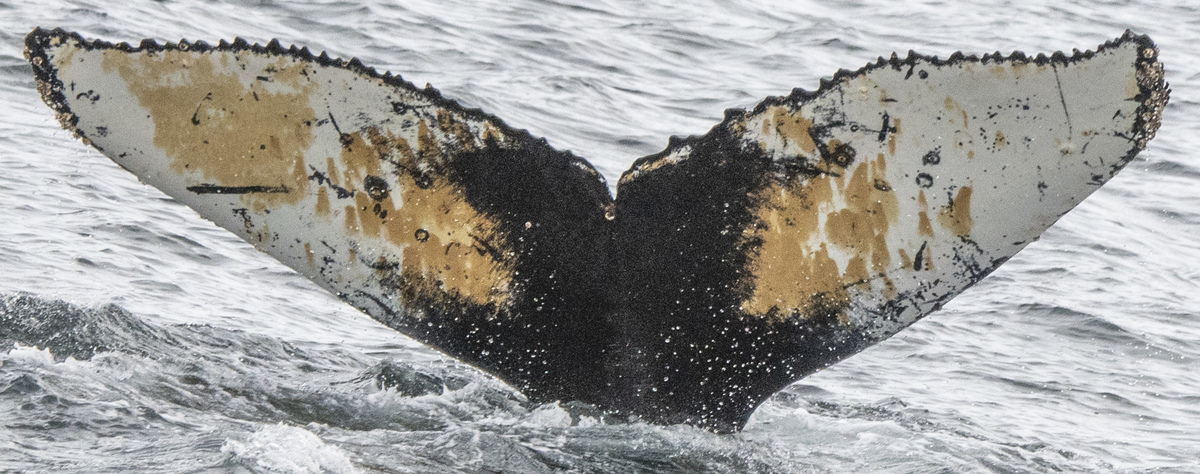 Fluke of Something Patel (Antarctica)