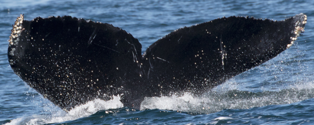 Fluke of CRC-12227