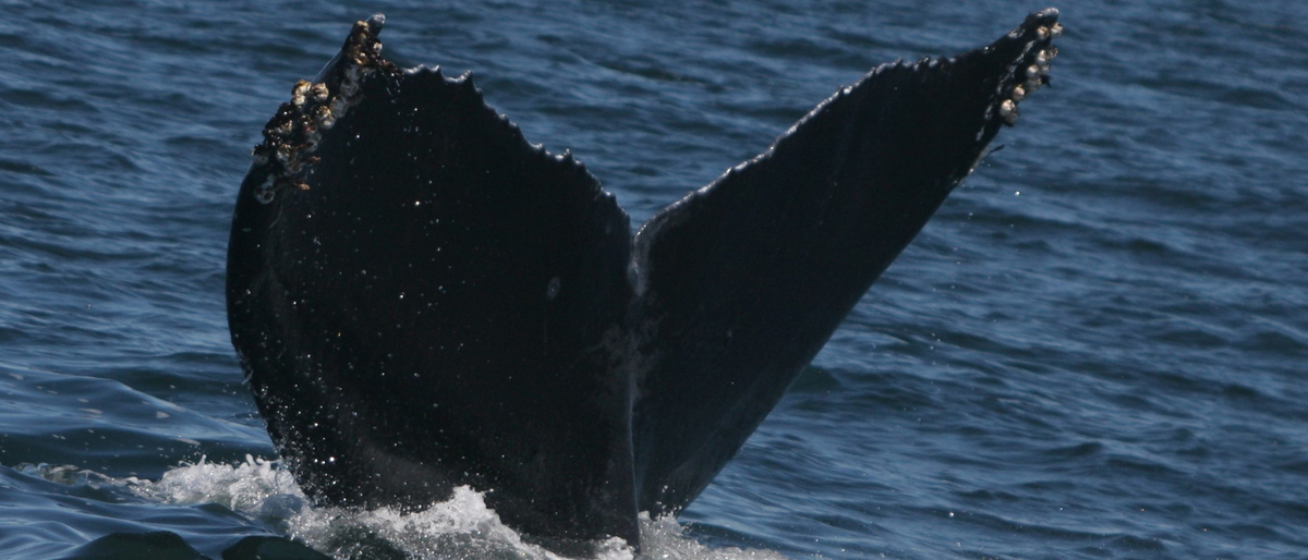 Fluke of CRC-9046