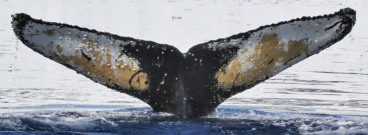 Fluke of HW-MN1301740