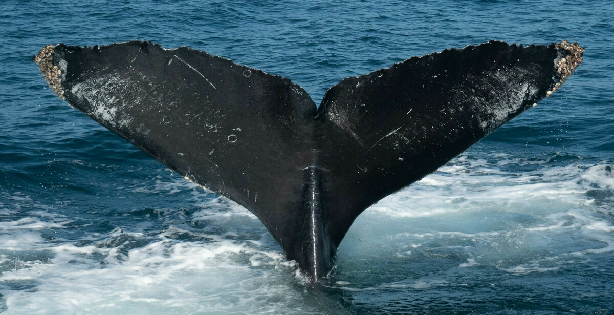 Fluke of Jean-Michel Cousteau (California)