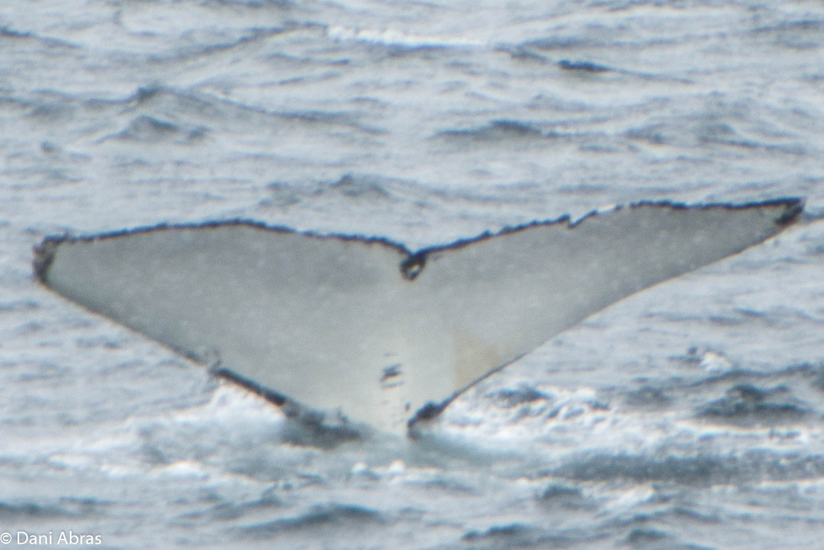 Fluke of HW-MN1301764