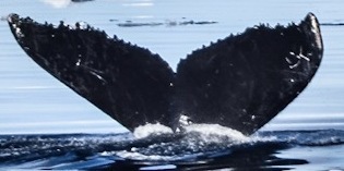 Fluke of HW-MN1301768