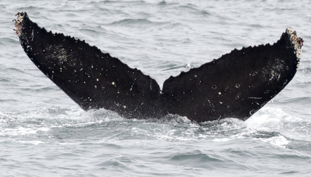 Fluke of CRC-11140