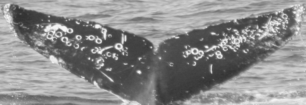 Fluke of CRC-12483