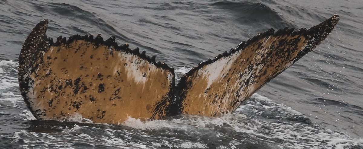 Fluke of HW-MN1301793