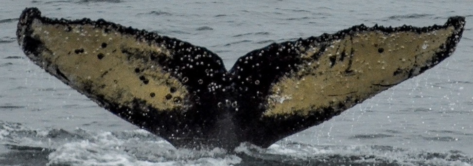 Fluke of HW-MN1302181