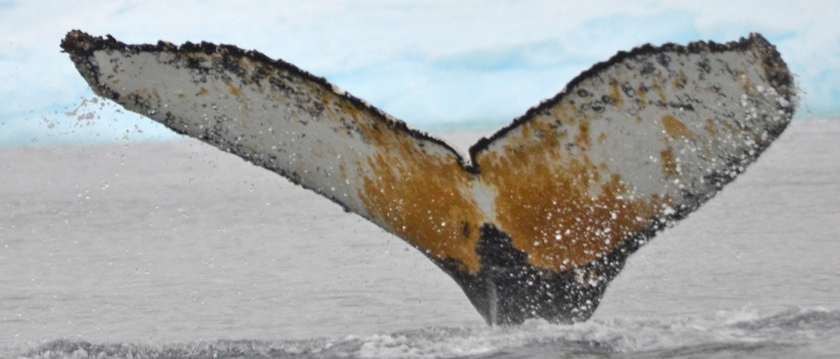Fluke of HW-MN1301801