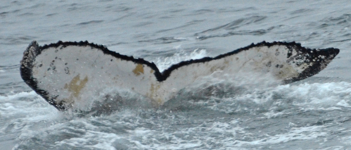 Fluke of Only  mine