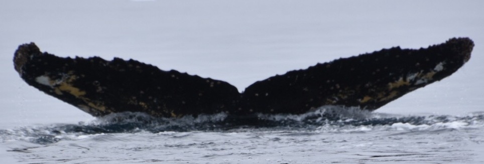 Fluke of HW-MN1301807